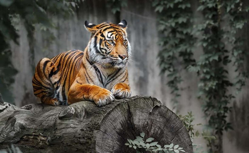 From Ranthambore: Official Tiger Safari in Canter With Guide - What to bring for comfort: camera, binoculars, and real sun protection
