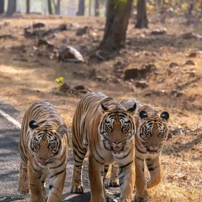 From Ranthambore: Official Tiger Safari in Canter With Guide - Meeting at Ganesh Dham Circle and making sense of the 3-hour flow