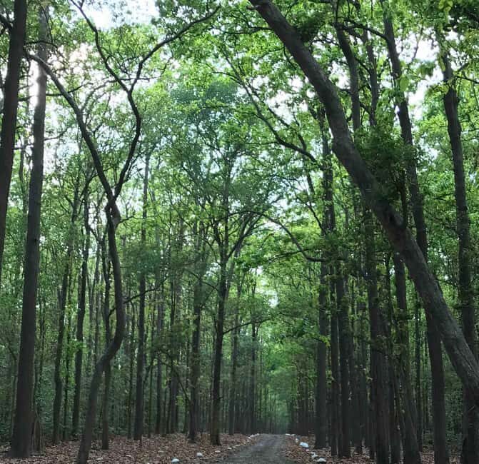 From Rishikesh: Rajaji National Park Half-Day Tour - Wildlife viewing reality check: what you can hope for, and what you can’t control