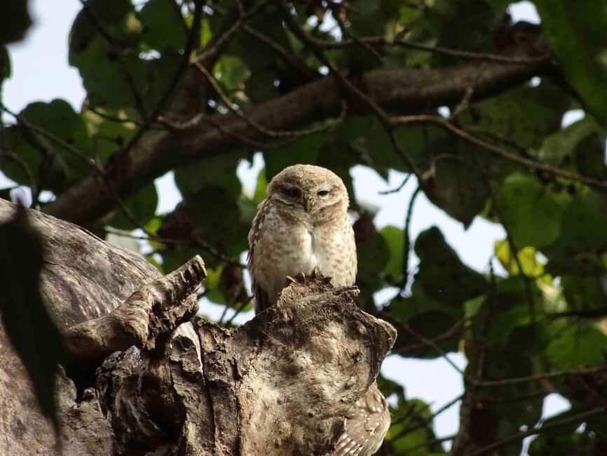 From Rishikesh: Rajaji National Park Half-Day Tour - More than animals: subtropical plants, unusual vegetation, and guided spotting