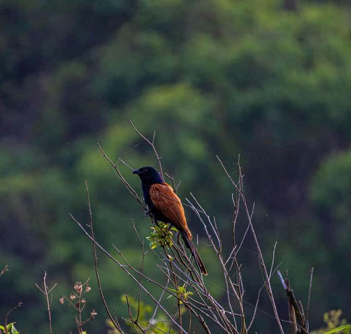 From Rishikesh: Rajaji National Park Half-Day Tour - Who should book this tour, and who should skip it