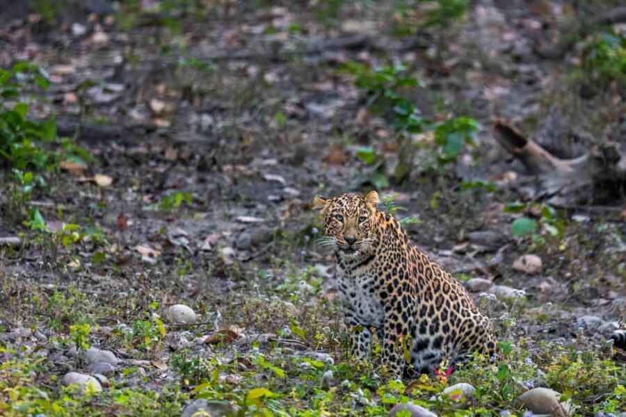 From Rishikesh: Rajaji National Park Half-Day Tour - The 5-hour flow: pickup, photo stop, breakfast, and guided safari time