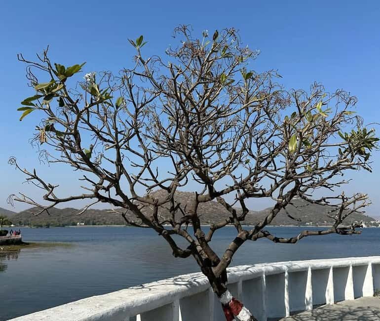 From Udaipur: Authentic Village Safari Experience - Key moments at a glance