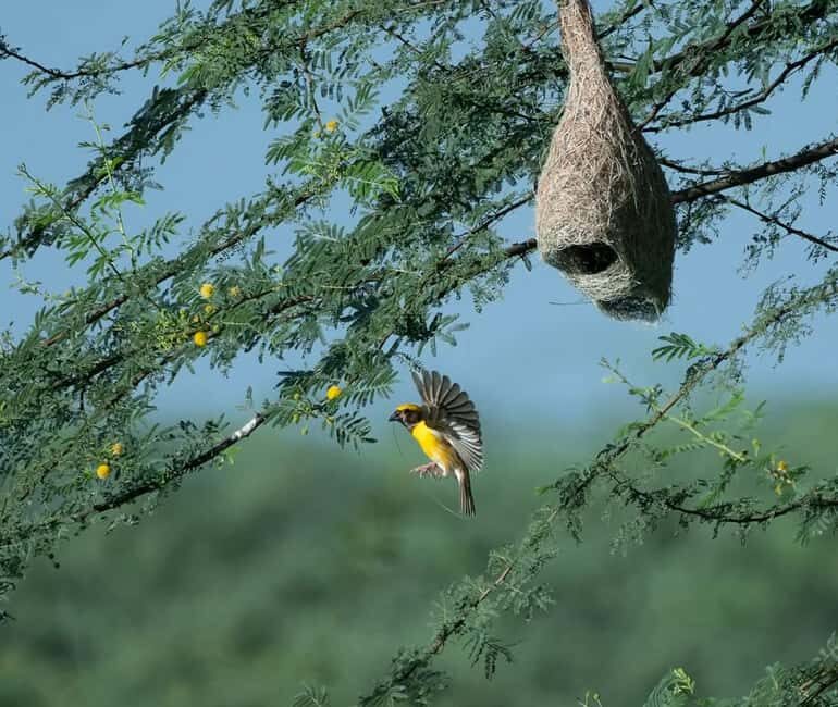 From Udaipur: Authentic Village Safari Experience - Why this Udaipur village safari feels different from palace tours