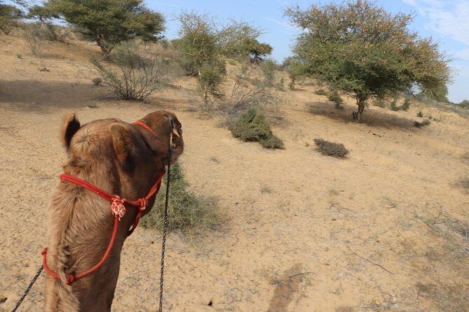 Full-Day Desert Safari with Jodhpur Heritage - Wildlife, sky color, and the photo windows you’ll actually want