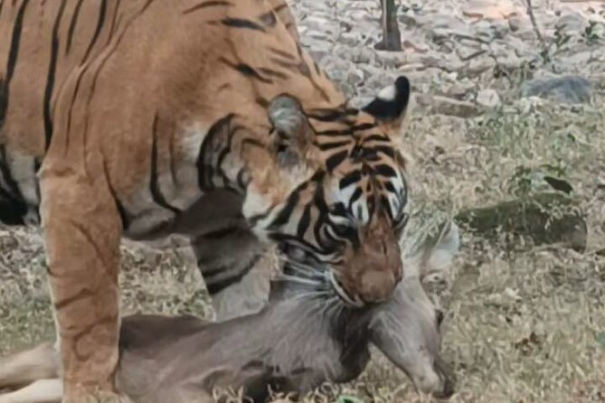 Full-Day Trip to Ranthambore National Park from Jaipur - Tiger Luck and Jeep Roads: How This Day Trip Really Feels