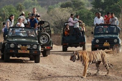 Full-Day Trip to Ranthambore National Park from Jaipur - Safari Time at Ranthambore: Jeep vs Canter Choices