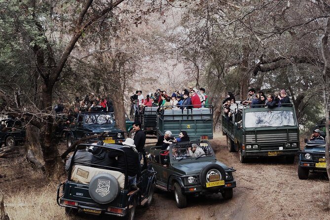 Full Day trip to Ranthambore tiger reserve from Jaipur Hotels - Getting to Ranthambore: private ride, real comfort, real control