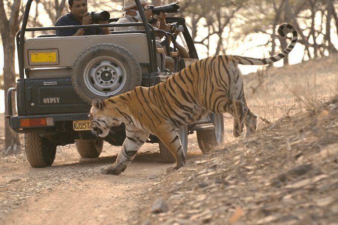 Full Day trip to Ranthambore tiger reserve from Jaipur Hotels - Jaipur to Ranthambore: what the long drive is really like