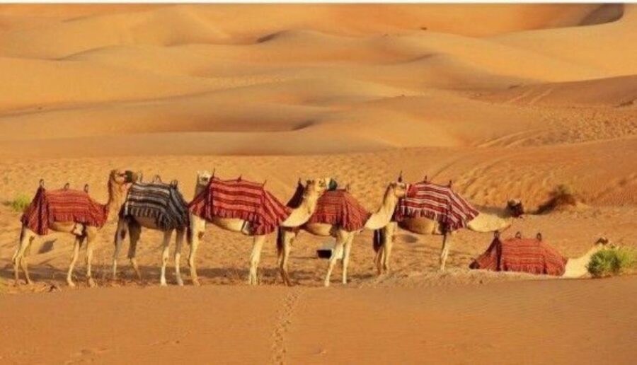 Fullday pushkar tour from jaipur with guid+camel/jeep safari - Savitri Temple and other temples: the viewpoints payoff