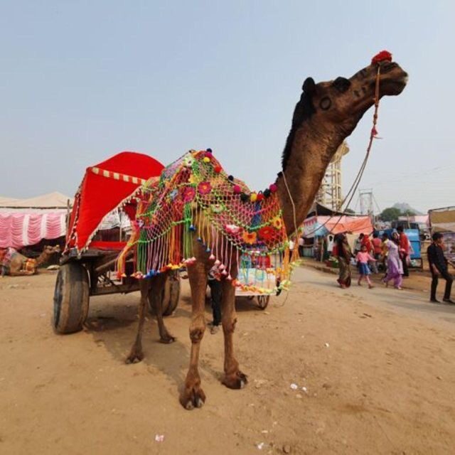 Fullday pushkar tour from jaipur with guid+camel/jeep safari - Camel ride or jeep safari: a fun add-on, but confirm the details