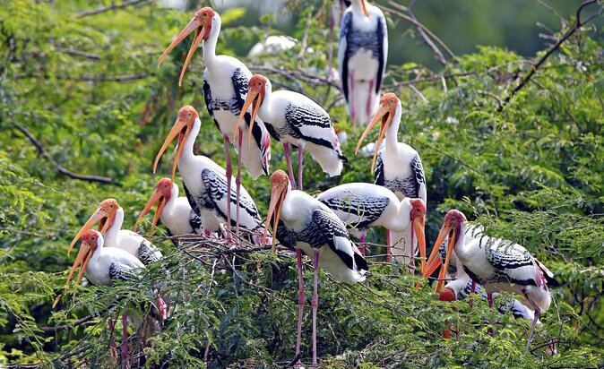 Guided Keoladeo Bird National Park Tour in Bharatpur from Jaipur - Key Things I’d Watch For