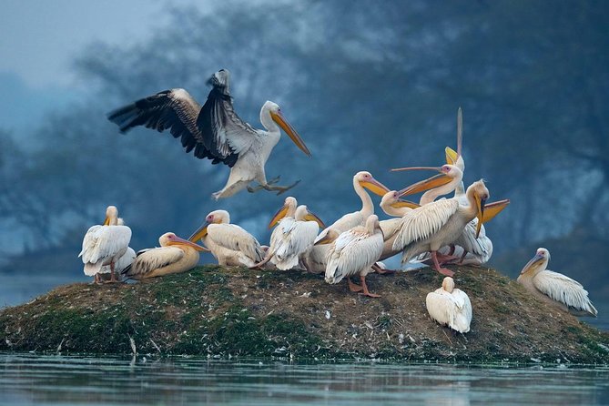 Guided Keoladeo Bird National Park Tour in Bharatpur from Jaipur - What Wildlife You’re Likely to See (And Why the Guide Matters)