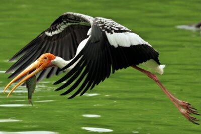 Guided Keoladeo Bird National Park Tour in Bharatpur from Jaipur - The Road Trip Segment: Why It’s Included (And How to Use It)
