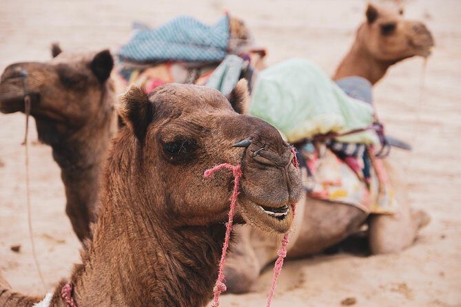 Half Day Desert Safari Jaisalmer - Kuldhara Abandoned Village: the ghost-village stop with a guided story