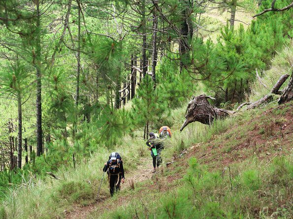 Hiking Day Tour to Triund from Dharamshala - Descent choice: retrace your steps or cut toward Bhagsu Nag