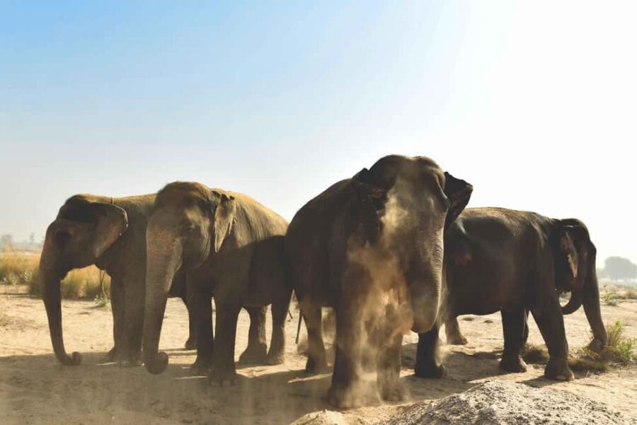 Jaipur: Elefantastic Elephant Sanctuary Tour - Key things that make Elefantastic worth your time