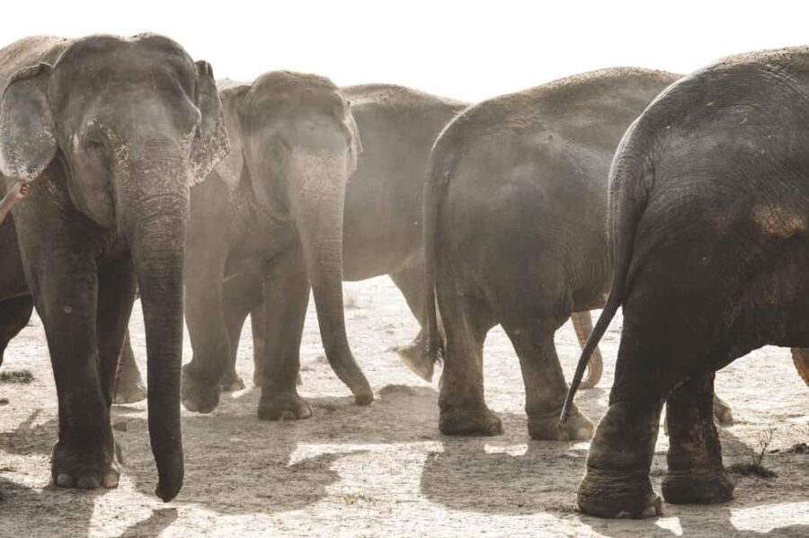 Jaipur: Elefantastic Elephant Sanctuary Tour - Why Elefantastic feels different from the typical elephant stop