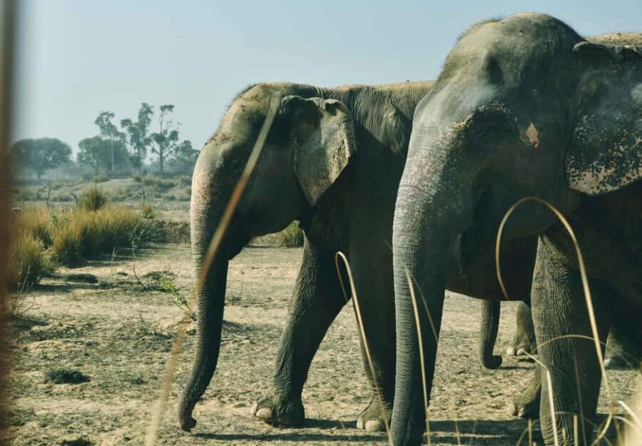 Jaipur: Elefantastic Elephant Sanctuary Tour - Should you book the Jaipur Elefantastic Elephant Sanctuary Tour?