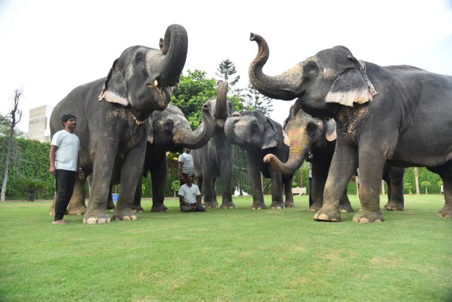Jaipur Elephant Experience: Bond, Connect, and Learn - EleJungle in Jaipur: what you’re actually buying for $40