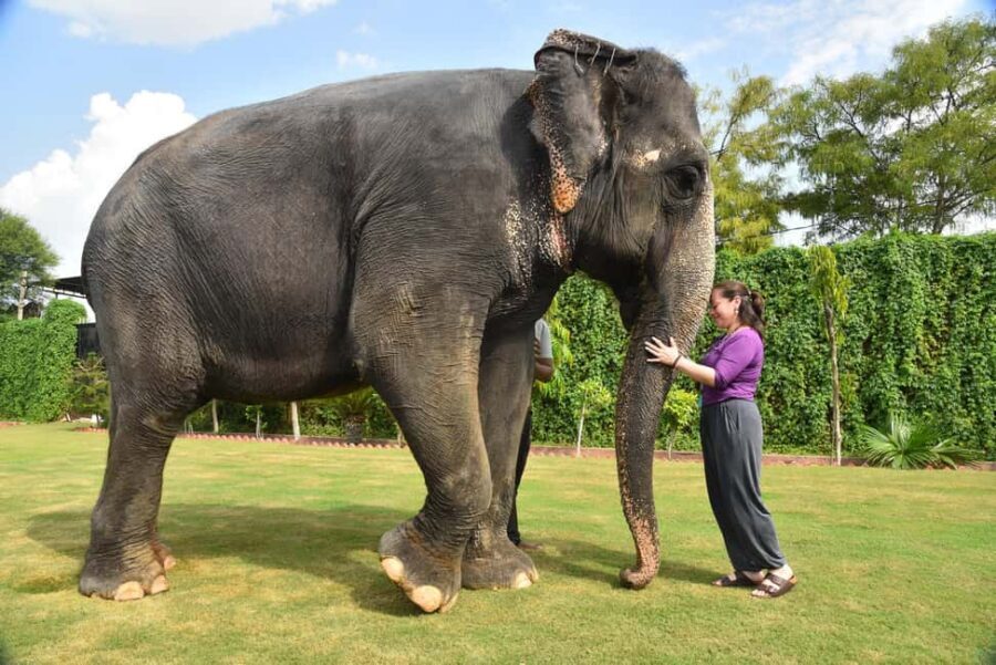 Jaipur Elephant Experience: Bond, Connect, and Learn - The 4-hour flow, starting from Amer (and why pickup matters)