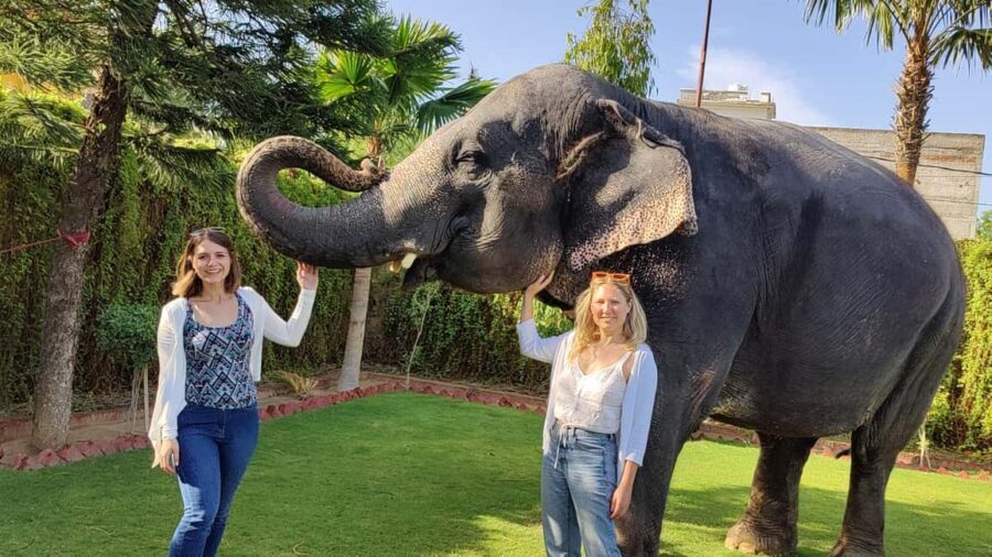 Jaipur Elephant Experience: Bond, Connect, and Learn - Feeding elephants the right way: bananas, sugarcane, sorghum grass