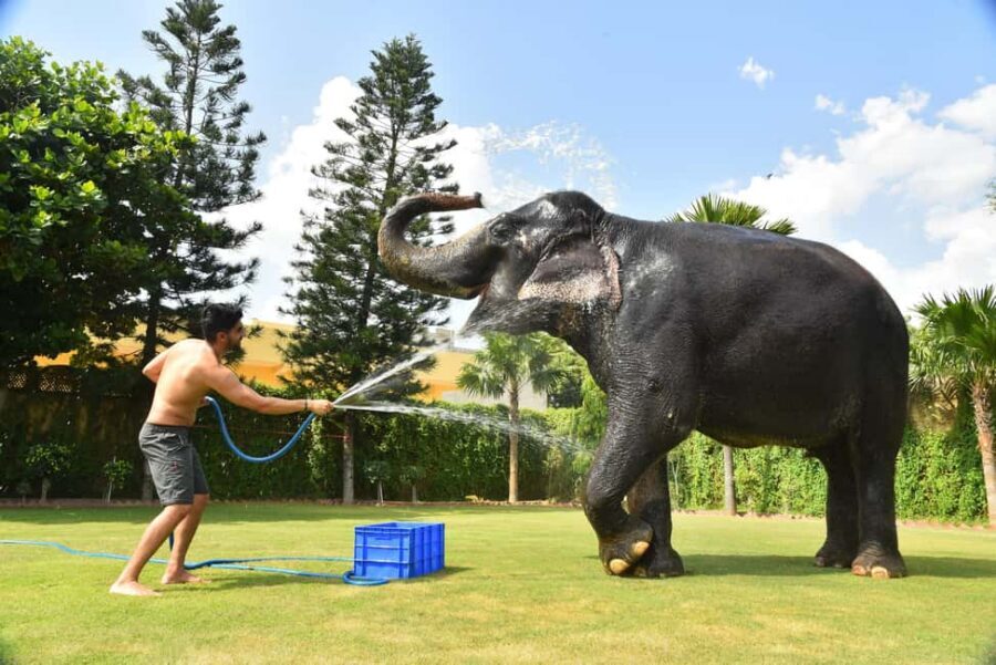 Jaipur Elephant Experience: Bond, Connect, and Learn - The elephant briefing: culture and daily life before you feed