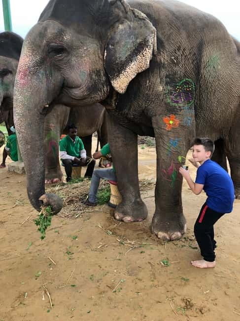 Jaipur: Elephant Interaction Tour - A smooth start with private pickup in Jaipur