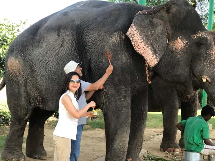 Jaipur: Elephant Interaction Tour - Painting and mud bath: playful experiences with a practical edge