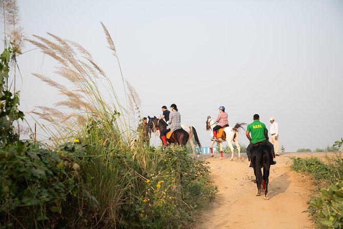 Jaipur Horse Riding Adventure - Why the Marwari breed fits Jaipur so well