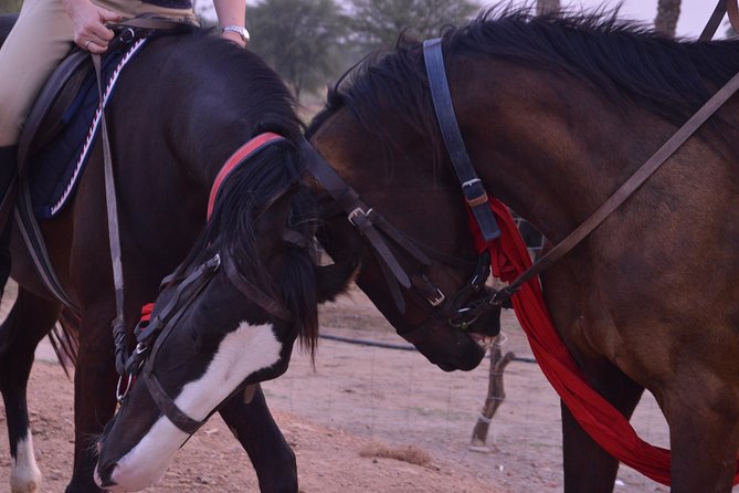 Jaipur Horse Riding Adventure - What your ride actually feels like: slow walks, then trot and canter