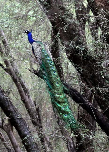 Jaipur: Jhalana Amagarh Leopard Safari Park Guided Tour - Why Jhalana Amagarh feels different from a typical Jaipur wildlife visit