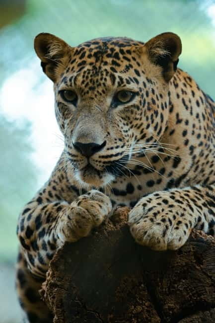 Jaipur: Jhalana Amagarh Leopard Safari Park Guided Tour - The quick essentials: where the safari starts and how long it lasts