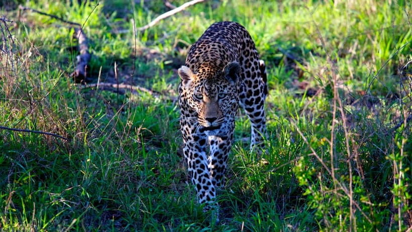 Jaipur: Jhalana Amagarh Leopard Safari Park Guided Tour - What the guided experience is really like once you’re inside