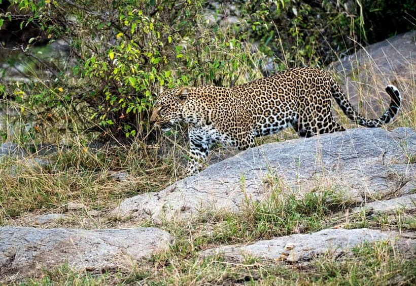 Jaipur: Jhalana Amagarh Leopard Safari Park Guided Tour - Key moments you should look for on the drive