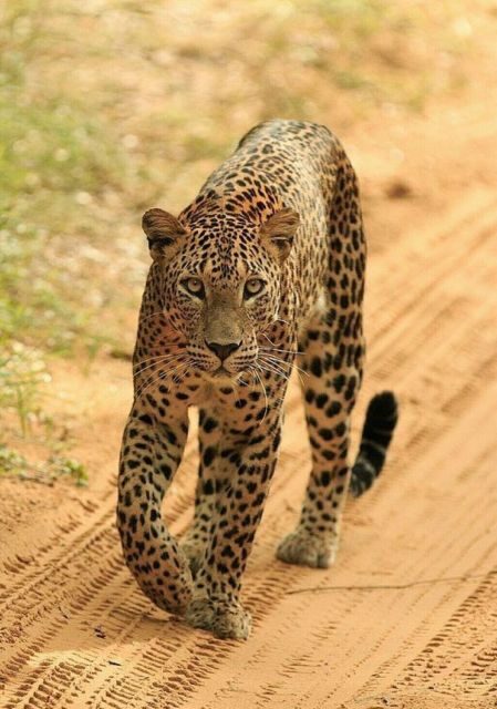 Jaipur: Jhalana/Amagarh leopard safari private tour - Jhalana/Amagarh Safari Park: Leopard Country Near Jaipur