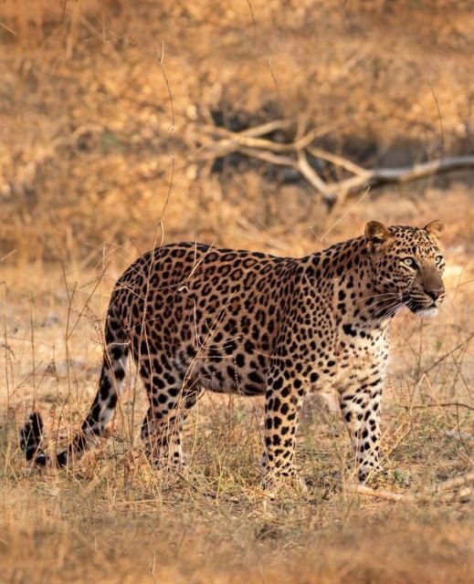 Jaipur: Jhalana/Amagarh leopard safari private tour - The Real Timing: 5 Hours Total, With Only 2.5 Hours for Wildlife
