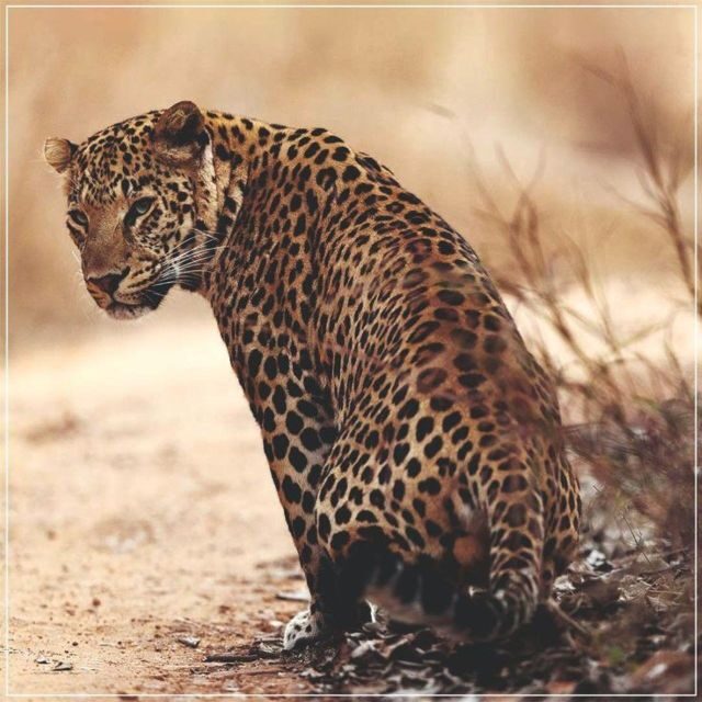 Jaipur: Jhalana/Amagarh leopard safari private tour - Inside the Park: What the 4x4 Off-Road Jeep Time Feels Like