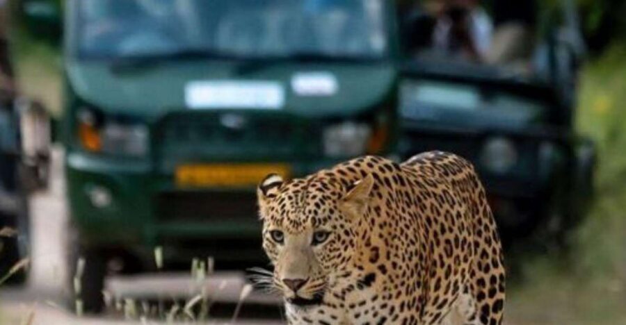 Jaipur: Jhalana/Amagarh leopard safari private tour - Who This Tour Suits Best
