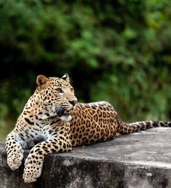 Jaipur: Jhalana/Amagarh leopard safari private tour - Hotel Pickup and Air-Conditioned Transport: Comfortable Start, Practical Details