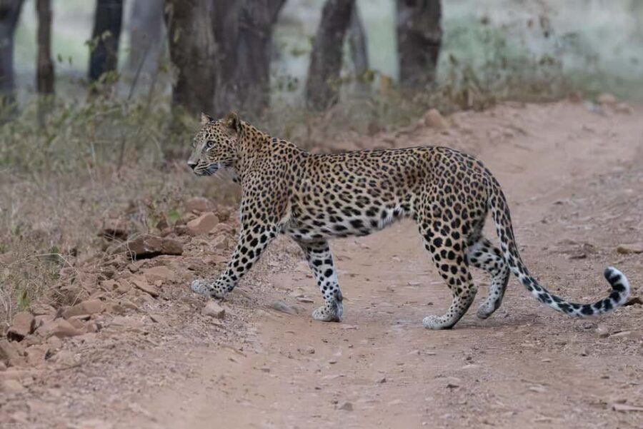 Jaipur: Jhalana/Amargarh Leopard Safari Private Tour - Key Things to Know Before You Go