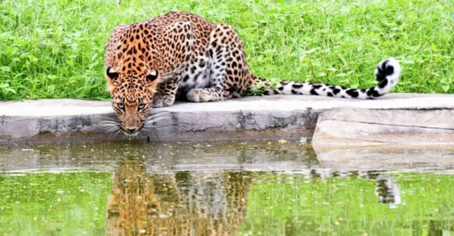 Jaipur: Jhalana/Amargarh Leopard Safari Private Tour - Jhalana and Amargarh: A 5-Hour Safari That Actually Uses Your Time