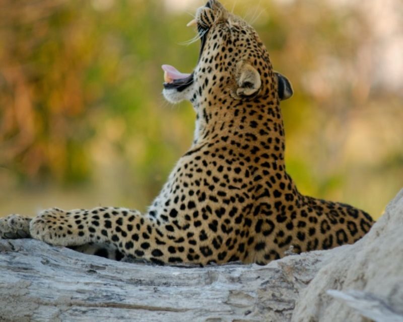 Jaipur: Jhalana/Amargarh Leopard Safari Private Tour - Who This Safari Suits Best (and Who Might Want a Different Plan)