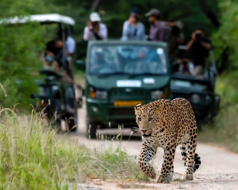 Jaipur: Jhalana/Amargarh Leopard Safari Private Tour - Practical Tips That Improve Your Chances (No Guarantees, Real Help)