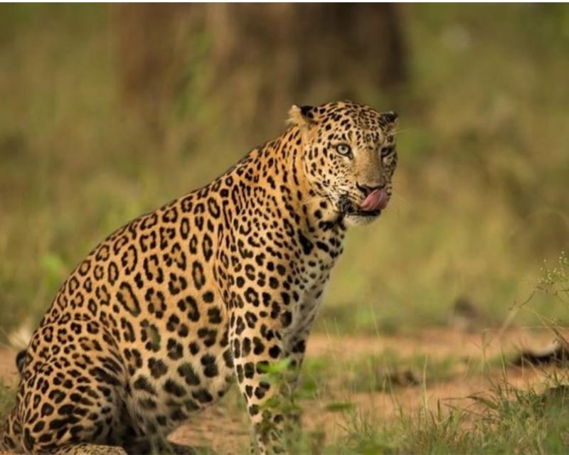 Jaipur: Jhalana/Amargarh Leopard Safari Private Tour - Final Call: Should You Book This Jaipur Leopard Safari?