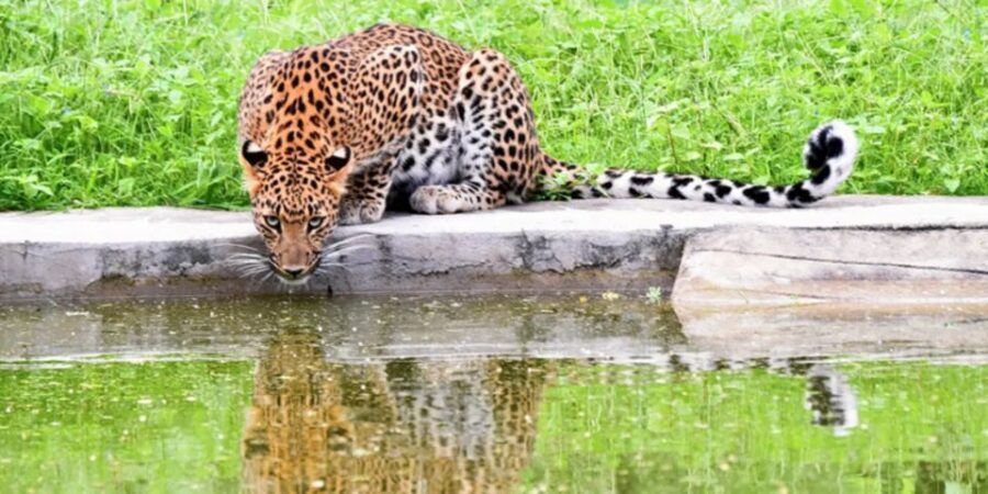 Jaipur: Jhalana/Amargarh Leopard Safari Private Tour - Your Private Jaipur Pickup: Comfort Before the Serious Wildlife Time