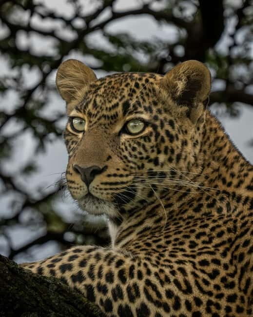 Jaipur: Jhalana leopard safari private tour - Key highlights to know before you book