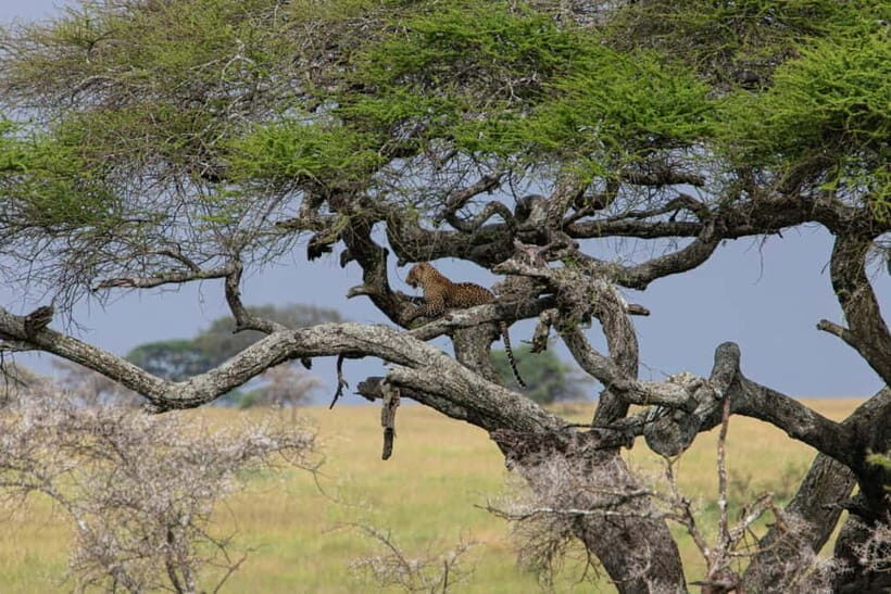 Jaipur: Jhalana leopard safari private tour - Jhalana Safari Park: A real wildlife search near Jaipur