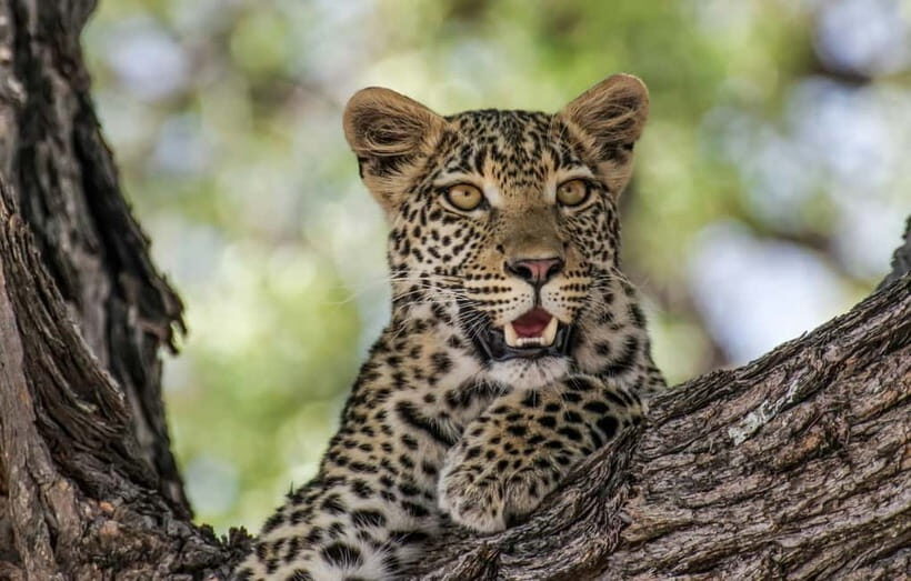 Jaipur: Jhalana leopard safari private tour - The 4x4 jeep and off-roading: where the safari becomes fun