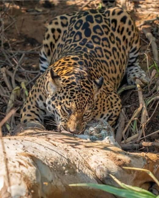 Jaipur: Jhalana leopard safari private tour - Your 3–5 hour safari loop: what happens on the ground